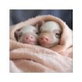 thumbnail image 1 of Stupell Industries Cuddling Sleepy Piglets Animals & Insects Painting Gallery Wrapped Canvas Art Print Wall Art, 17 x 17, 1 of 8
