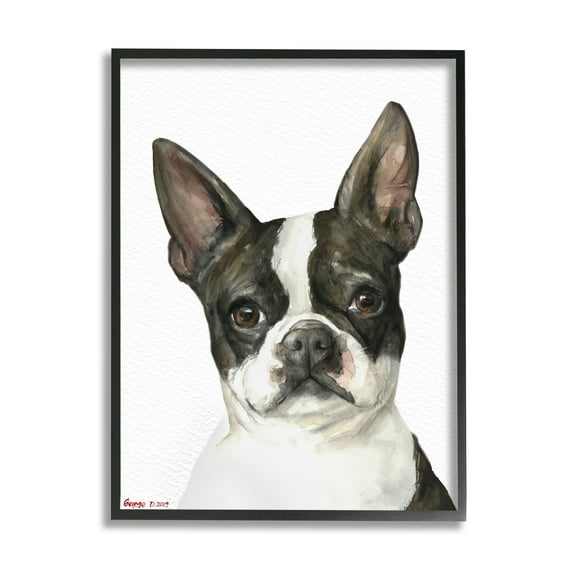 Stupell Industries Curious Boston Terrier Portrait Pet Dog Watercolor Animals & Insects Painting Black Framed Art Print Wall Art, 24 x 30