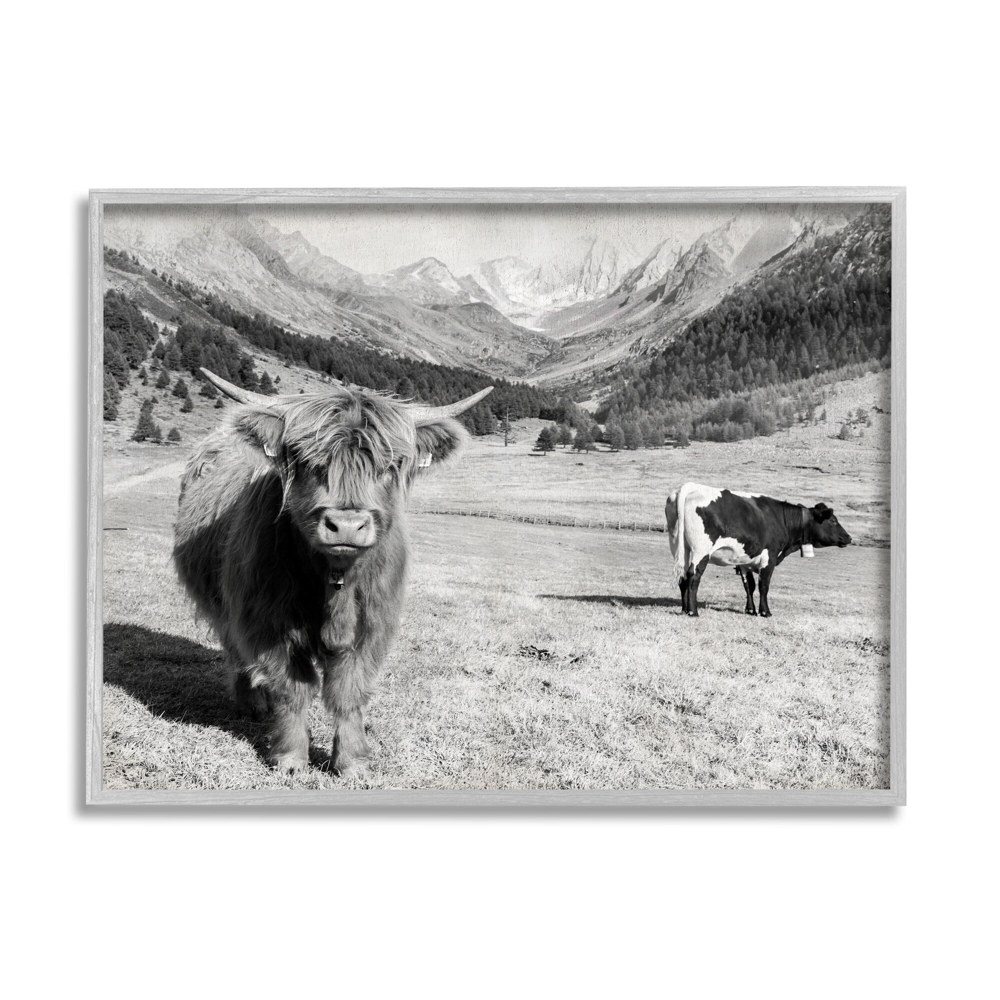 Stupell Industries Curious Ox Clueless Cow Sublime Farm Plains,20 x 16, Design by Danita Delimont