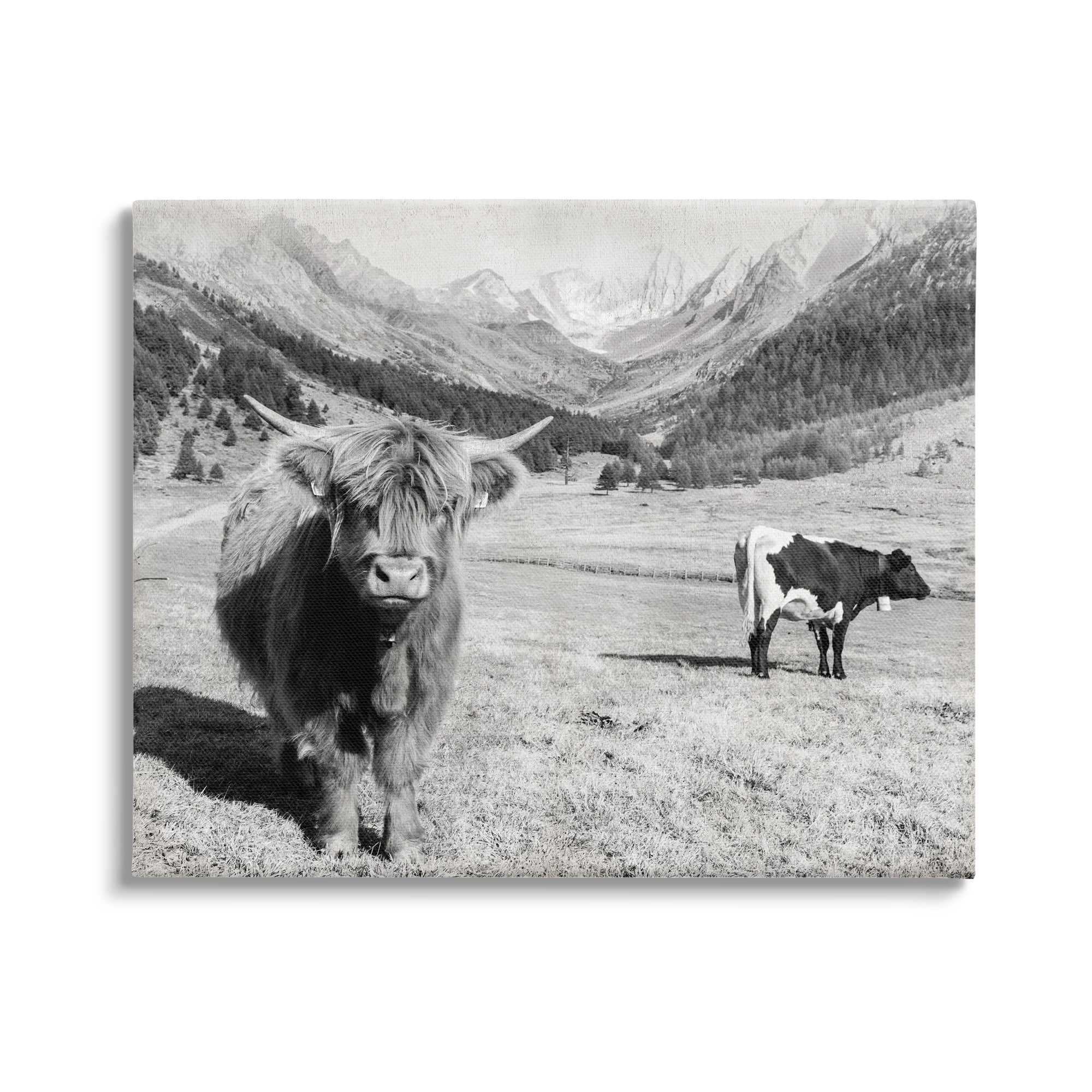 Stupell Industries Curious Ox Clueless Cow Sublime Farm Plains,48 x 36, Design by Danita Delimont