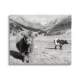 thumbnail image 1 of Stupell Industries Curious Ox Clueless Cow Sublime Farm Plains,48 x 36, Design by Danita Delimont, 1 of 7
