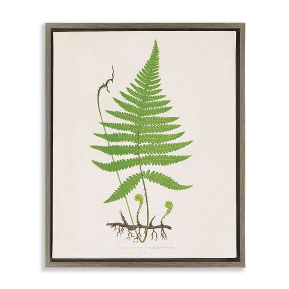 Stupell Industries Curled Budding Fern Sprigs Floral Painting Brown Floater Framed Canvas Art Print Wall Art, 17 x 21