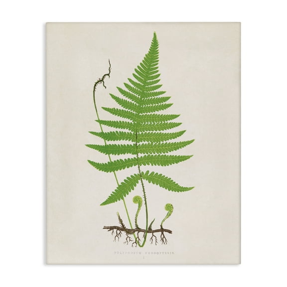 Stupell Industries Curled Budding Fern Sprigs Floral Painting Wrapped Canvas Canvas Art Print Wall Art, 16 x 20