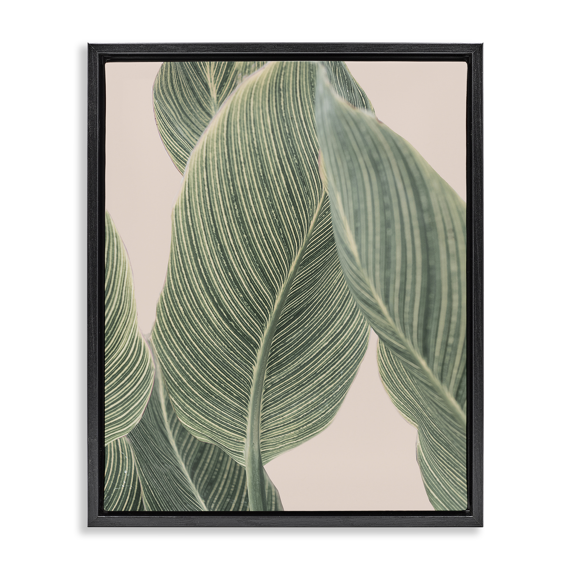 Stupell Industries Curled Green Leaves Plants & Flowers Painting Black Floater Framed Canvas Art Print Wall Art, 17 x 21