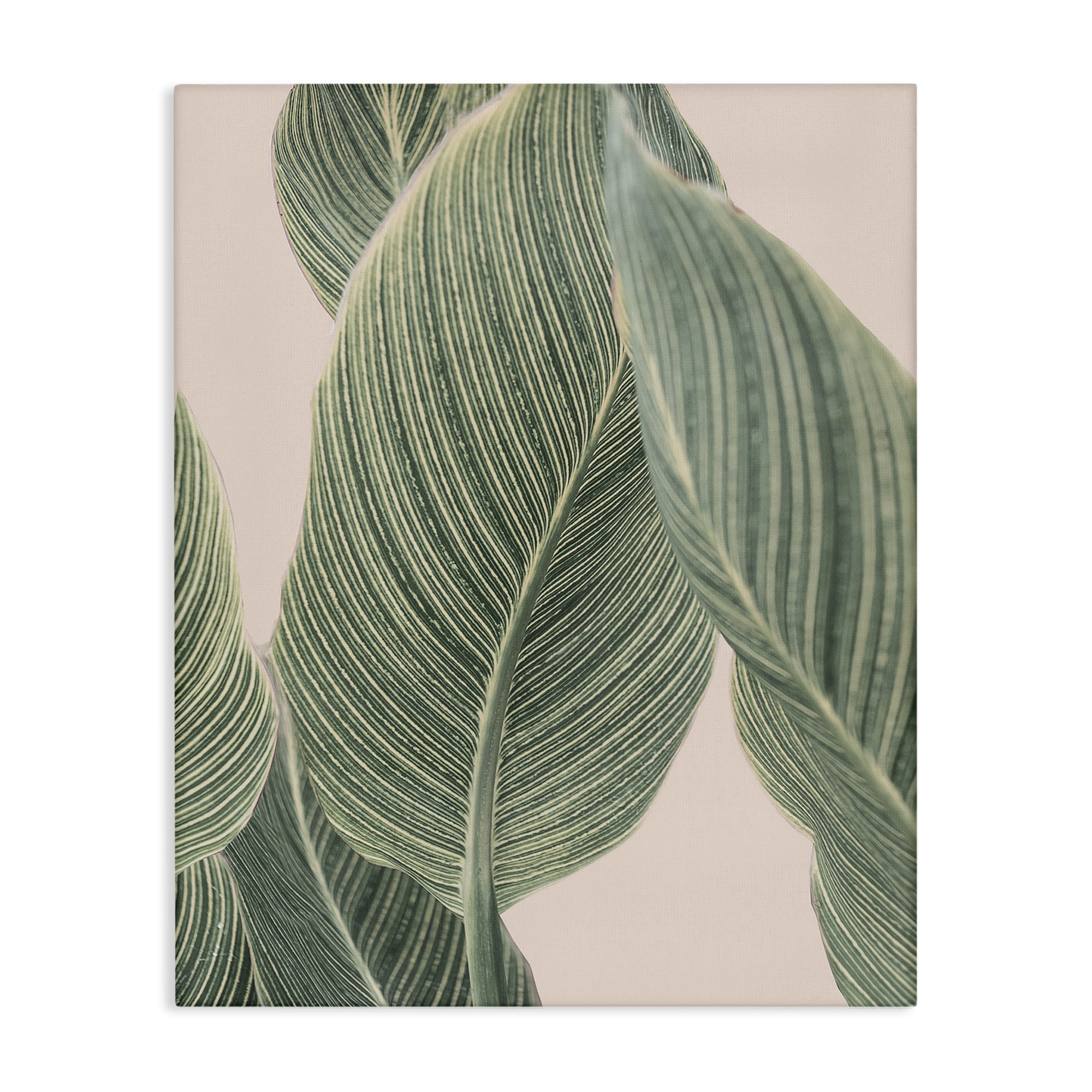 Stupell Industries Curled Green Leaves Plants & Flowers Painting Wrapped Canvas Art Print Wall Art, 36 x 48