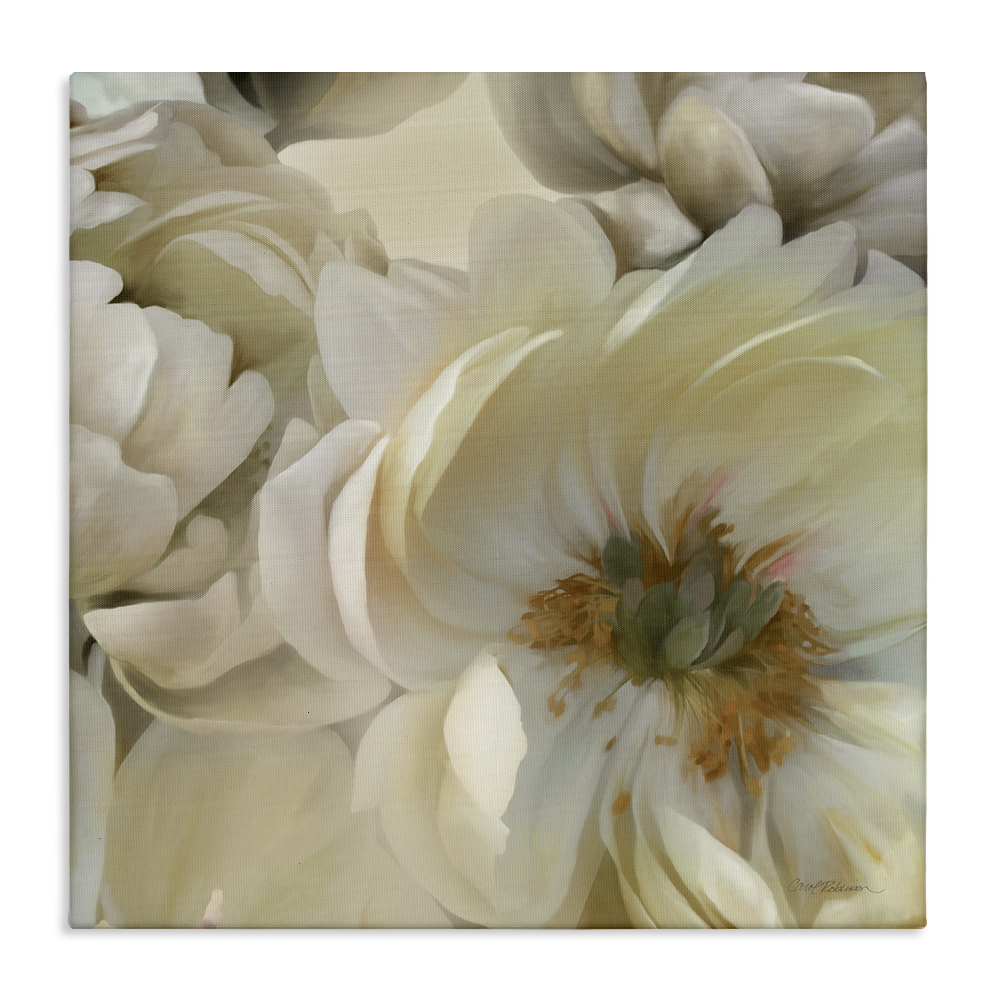 Stupell Industries Curled Magnolia Petals Plants & Flowers Photography Wrapped Canvas Art Print Wall Art, 30 x 30