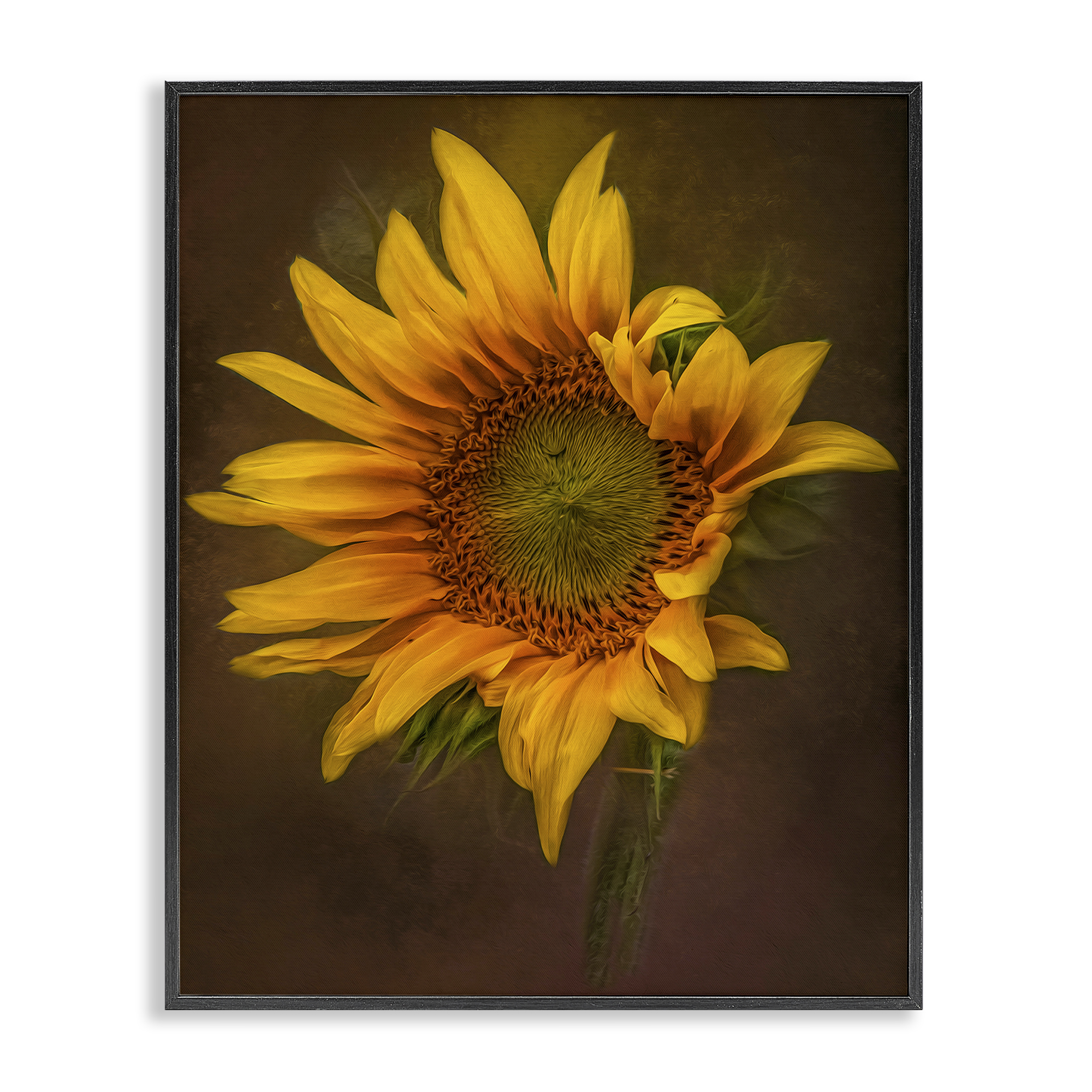 Stupell Industries Curling Petals Sunflower Plants & Flowers Painting Black Framed Art Print Wall Art, 24 x 30