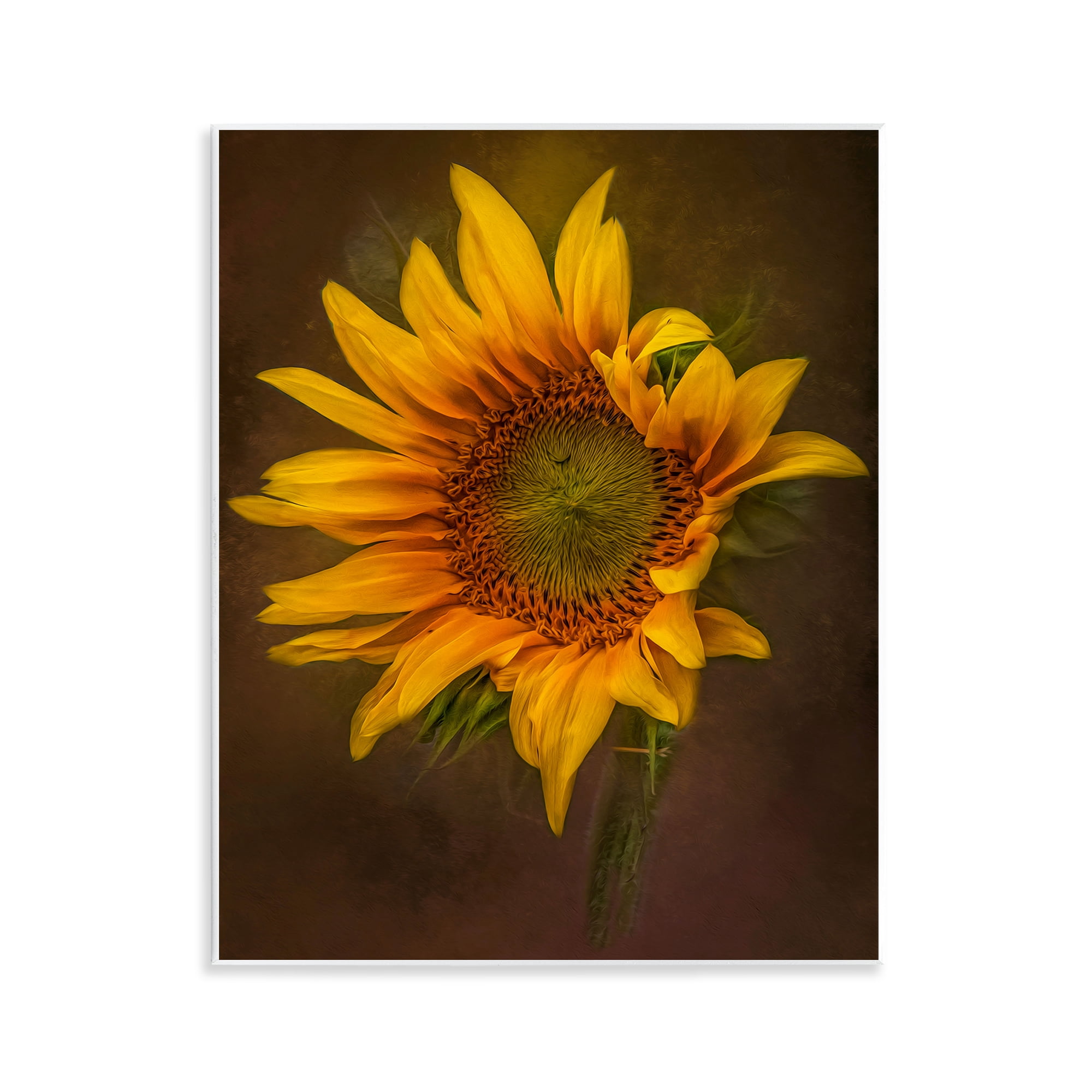 Stupell Industries Curling Petals Sunflower Plants & Flowers Painting Unframed Art Print Wall Art, 11 x 14