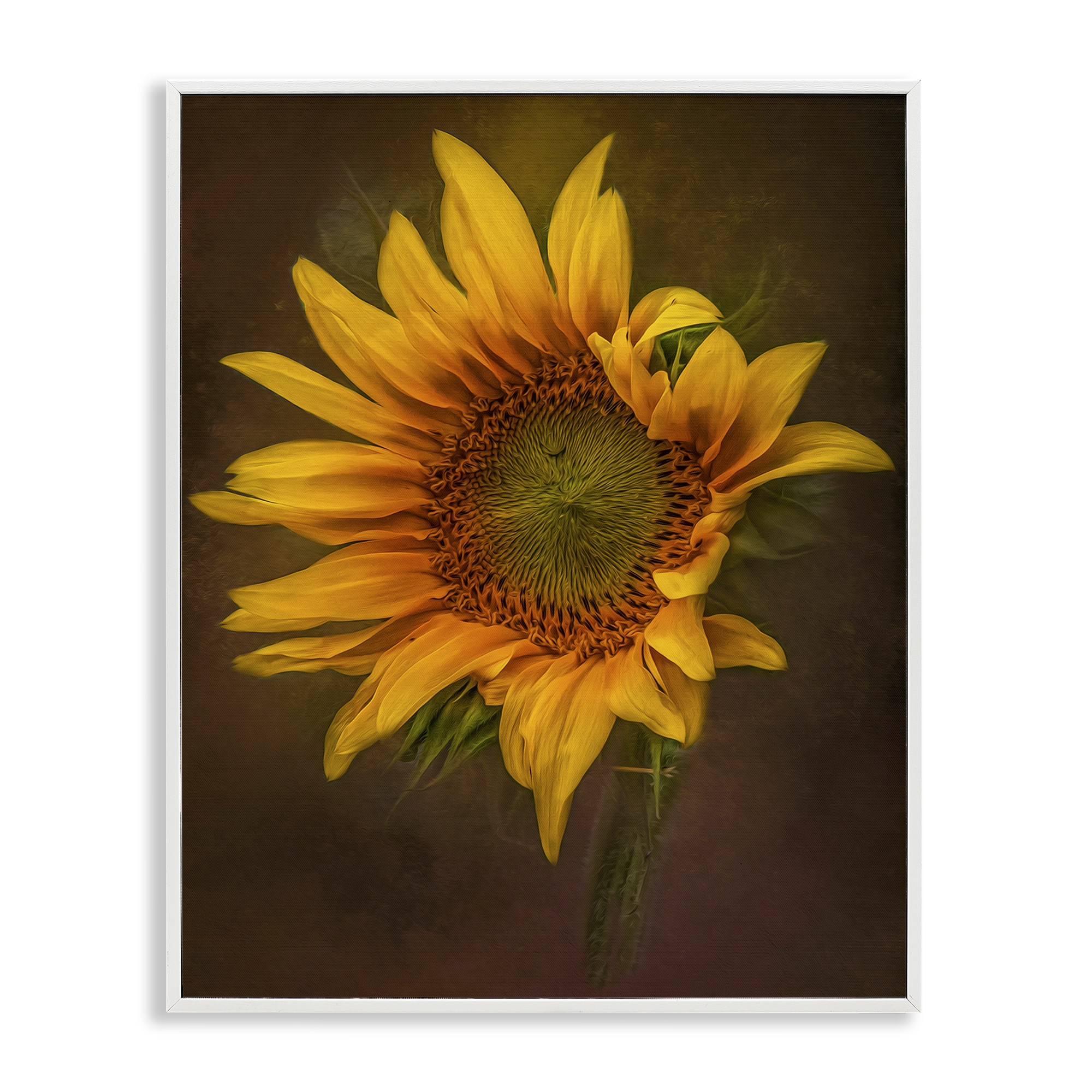 Stupell Industries Curling Petals Sunflower Plants & Flowers Painting White Framed Art Print Wall Art, 24 x 30