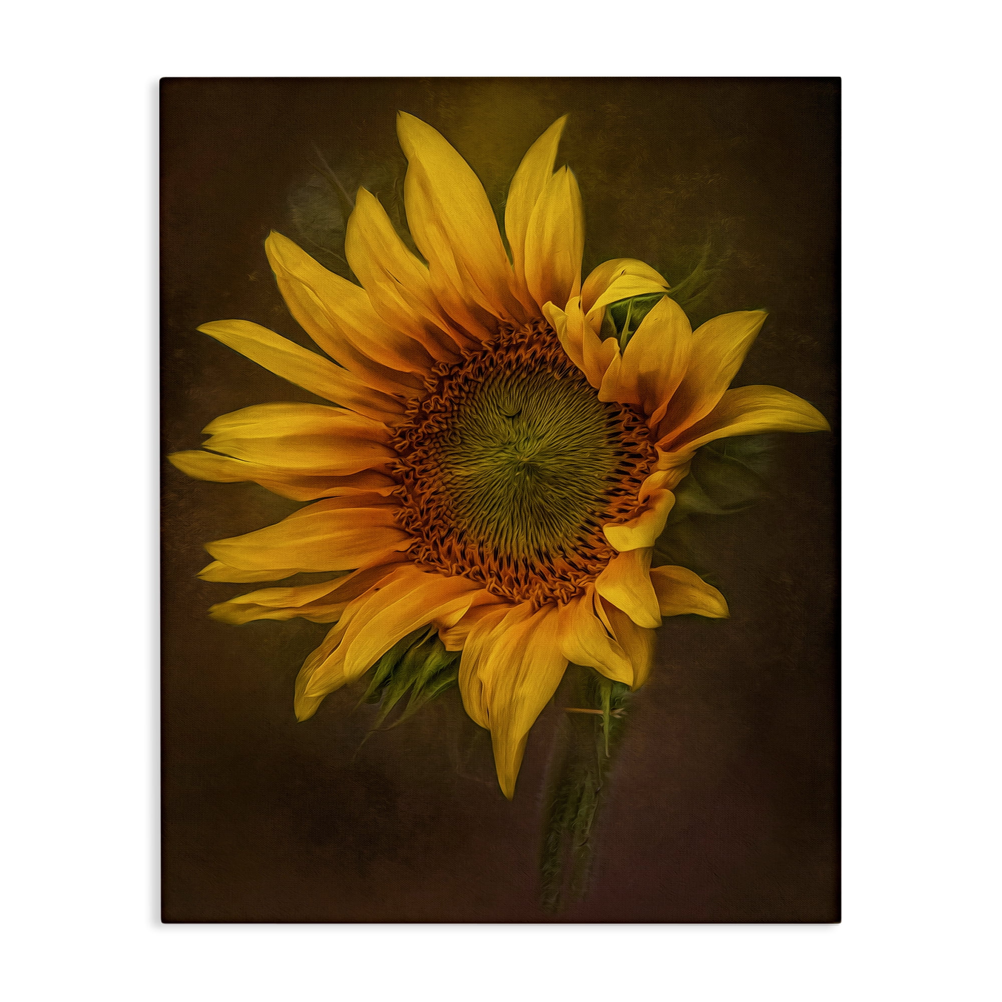 Stupell Industries Curling Petals Sunflower Plants & Flowers Painting Wrapped Canvas Art Print Wall Art, 36 x 48