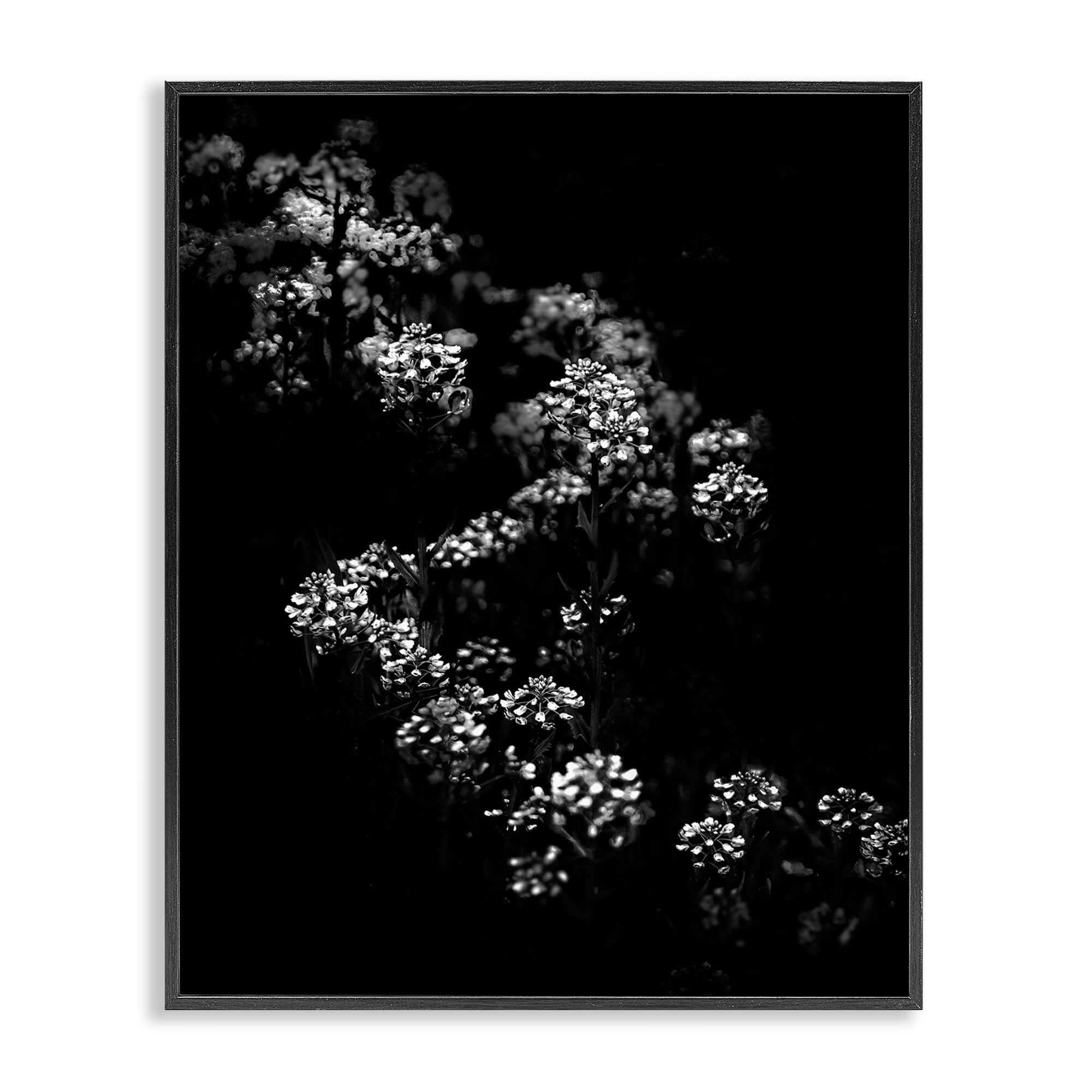 Stupell Industries Curved Blossom Line Plants & Flowers Photography Black Framed Art Print Wall Art, 24 x 30