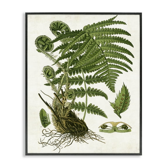 Stupell Industries Curved Ferns Study Plants & Flowers Painting Black Framed Art Print Wall Art, 11 x 14