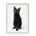 thumbnail image 1 of Stupell Industries Cute Black Cat Expressive Eyes Pet Portrait Photography Framed Art Print Wall Art, 24x30, By Marika Moffit, 1 of 5
