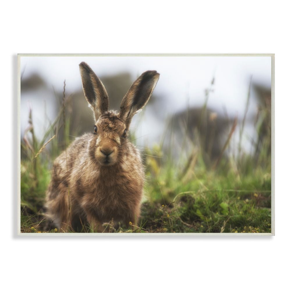 Stupell Industries Cute Bunny Farm Animal Landscape Photo Wall Plaque Art by Villager Jim