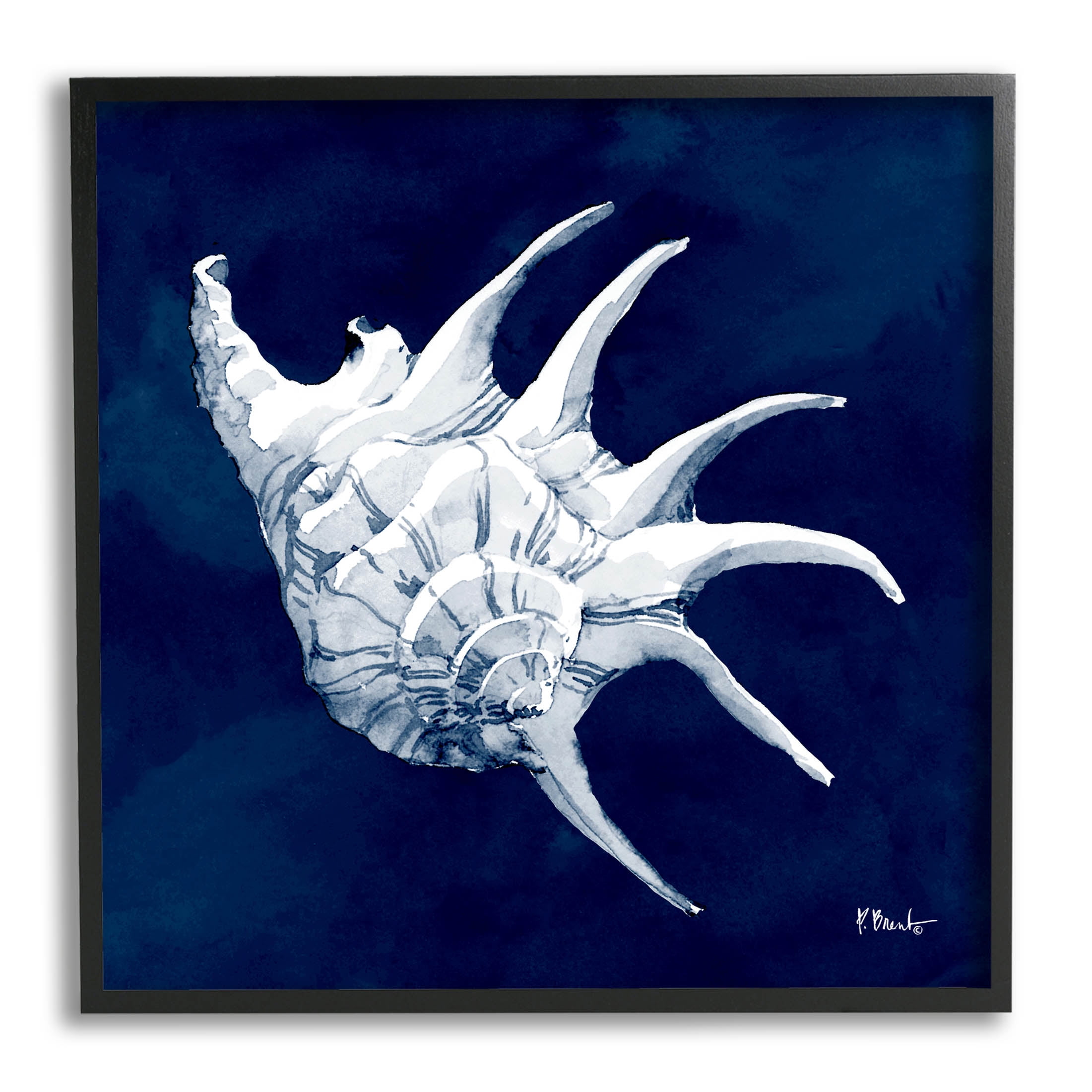 Stupell Industries Cyanotype Shells Traditional Conch Graphic Art Black Framed Art Print Wall Art, Design by Paul Brent