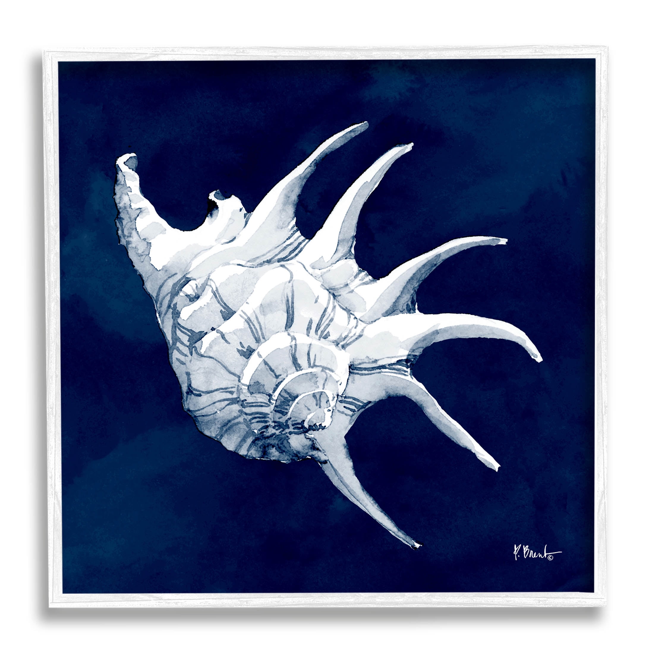 Stupell Industries Cyanotype Shells Traditional Conch Graphic Art White Framed Art Print Wall Art, Design by Paul Brent
