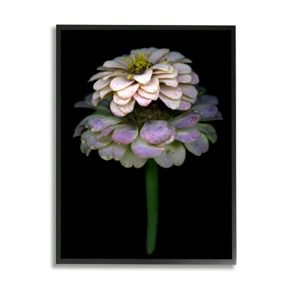 Stupell Industries Dahlia Bud Photography Botanical & Floral Photography Black Framed Art Print Wall Art, 16 x 20