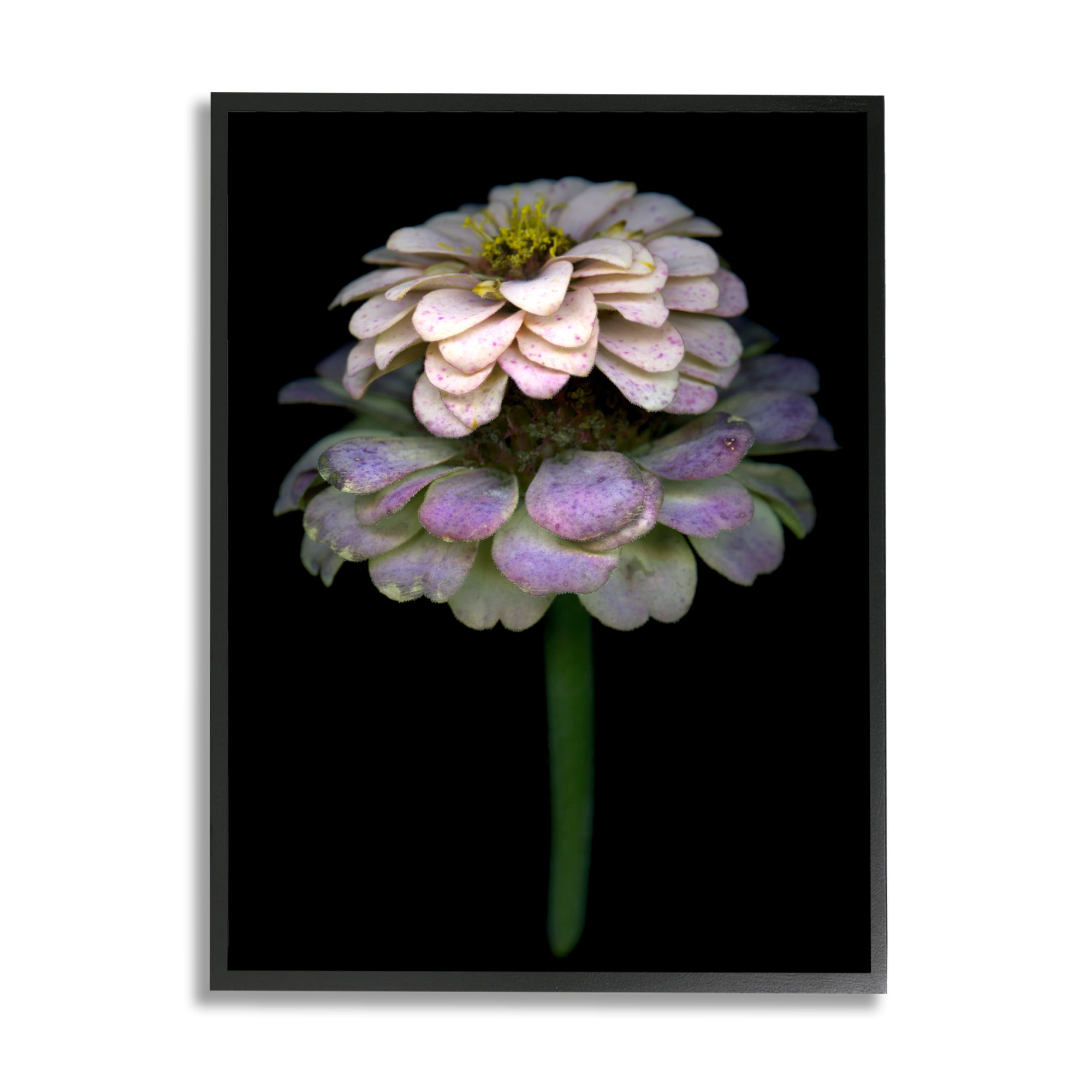 Stupell Industries Dahlia Bud Photography Botanical & Floral Photography Black Framed Art Print Wall Art, 24 x 30