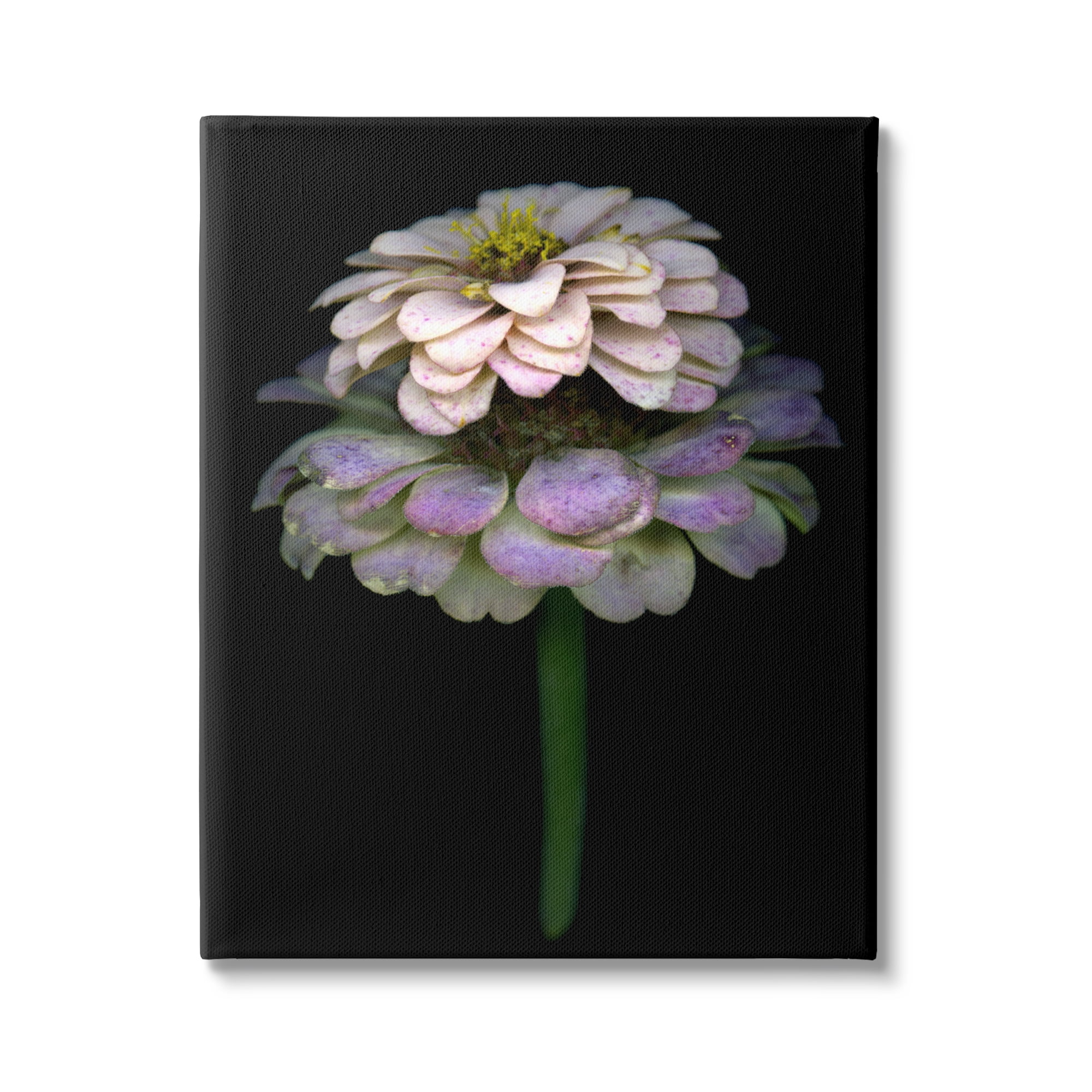 Stupell Industries Dahlia Bud Photography Botanical & Floral Photography Gallery Wrapped Canvas Print Wall Art, 36 x 48