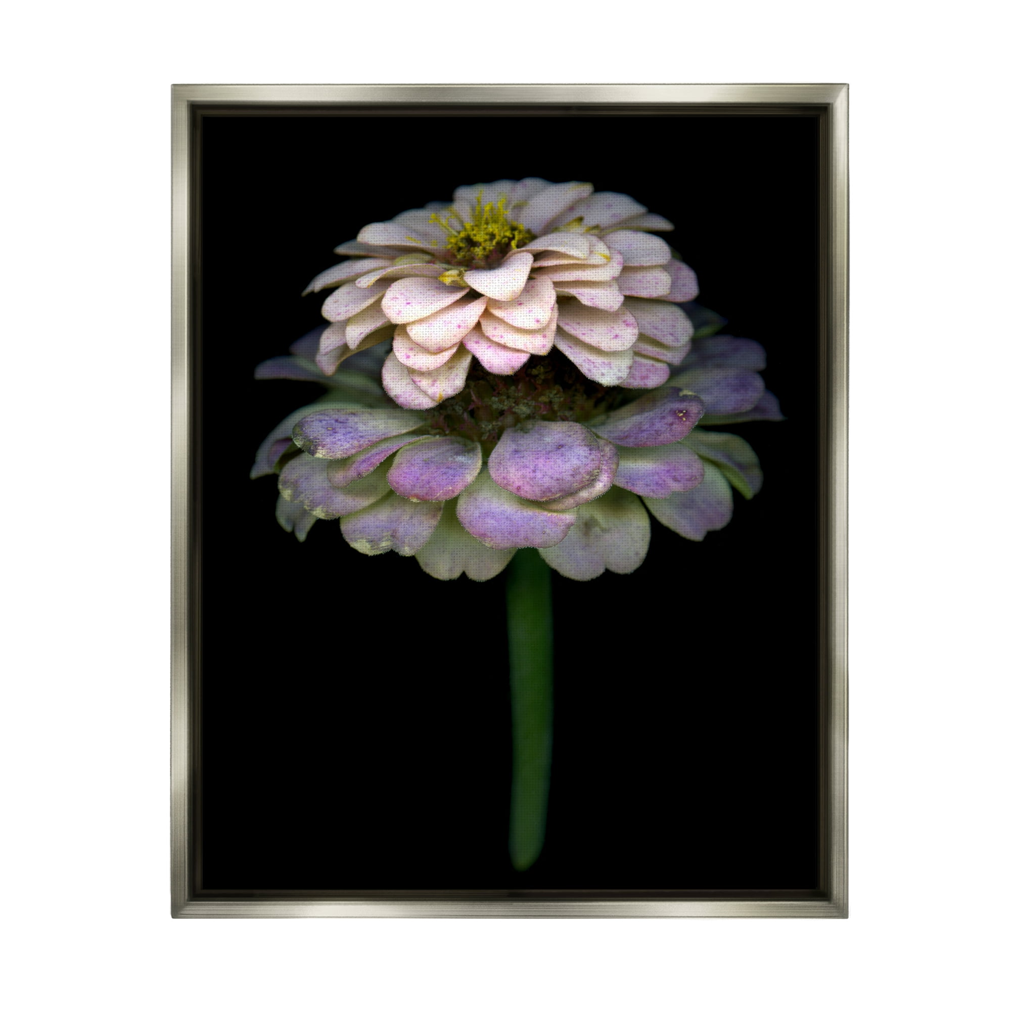 Stupell Industries Dahlia Bud Photography Botanical & Floral Photography Gray Floater Framed Art Print Wall Art, 25 x 31