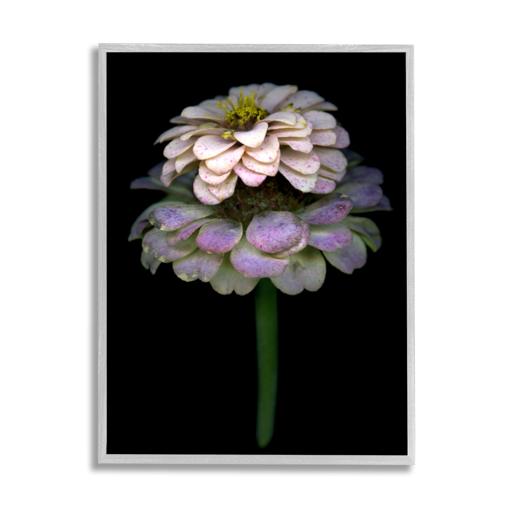 Stupell Industries Dahlia Bud Photography Botanical & Floral Photography Gray Framed Art Print Wall Art, 16 x 20