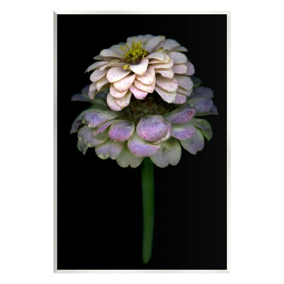 Stupell Industries Dahlia Bud Photography Botanical & Floral Photography Unframed Art Print Wall Art, 10 x 15