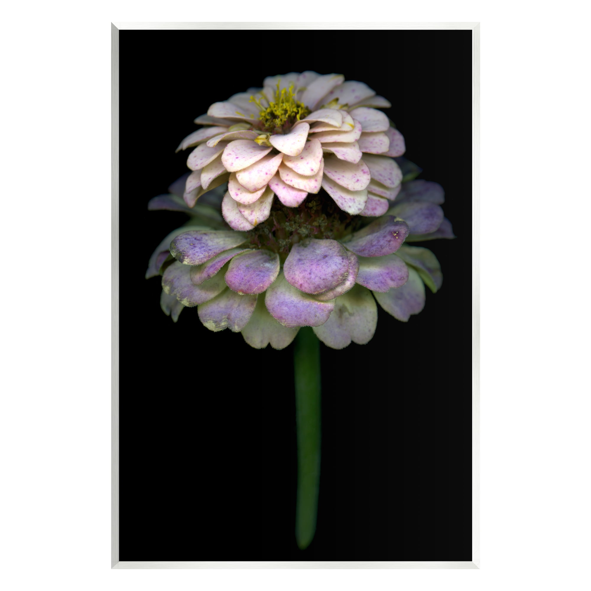 Stupell Industries Dahlia Bud Photography Botanical & Floral Photography Unframed Art Print Wall Art, 13 x 19