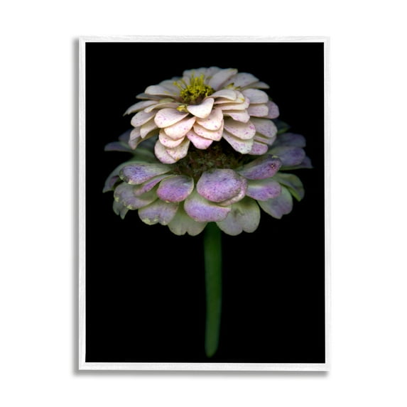 Stupell Industries Dahlia Bud Photography Botanical & Floral Photography White Framed Art Print Wall Art, 11 x 14