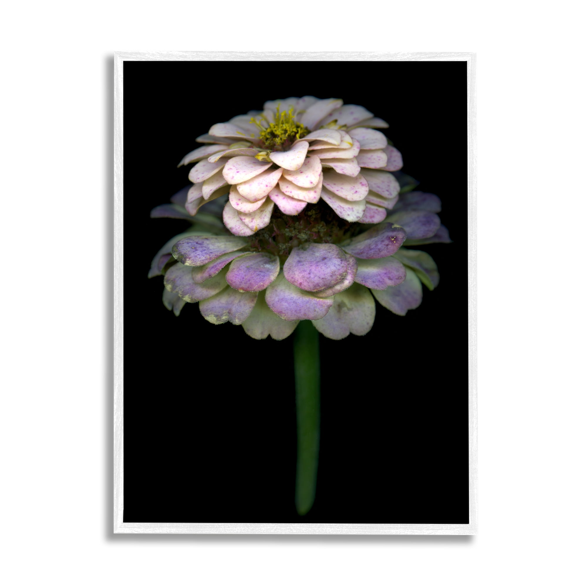Stupell Industries Dahlia Bud Photography Botanical & Floral Photography White Framed Art Print Wall Art, 24 x 30
