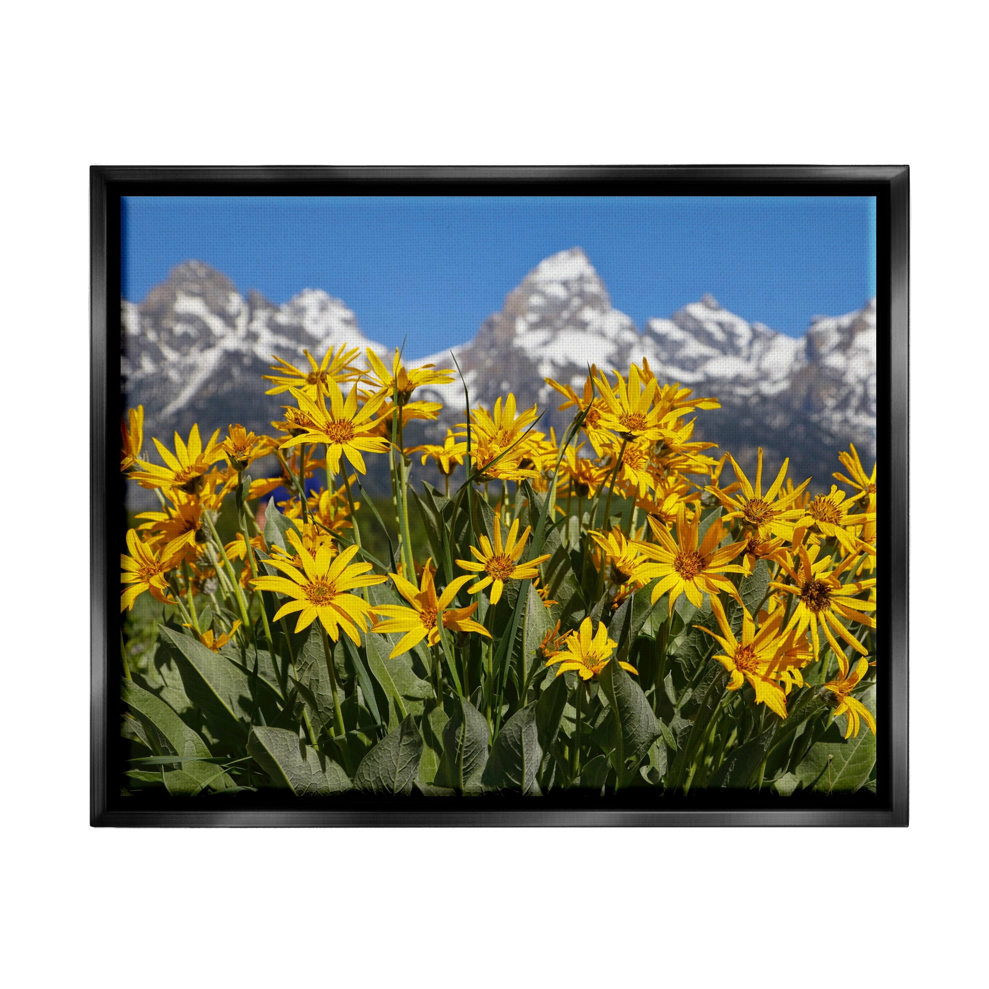 Stupell Industries Daisy Meadow & Mountains Landscape Photography Black Floater Framed Canvas Art Print Wall Art, 21 x 17