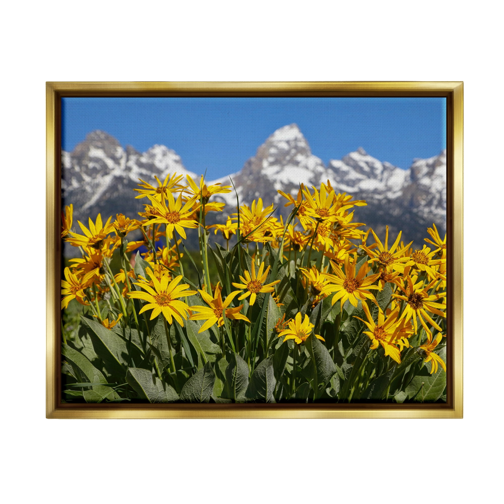 Stupell Industries Daisy Meadow & Mountains Landscape Photography Gold Floater Framed Canvas Art Print Wall Art, 31 x 25