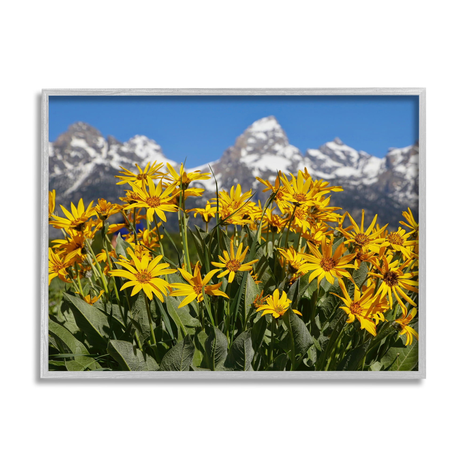 Stupell Industries Daisy Meadow & Mountains Landscape Photography Gray Framed Art Print Wall Art, 14 x 11