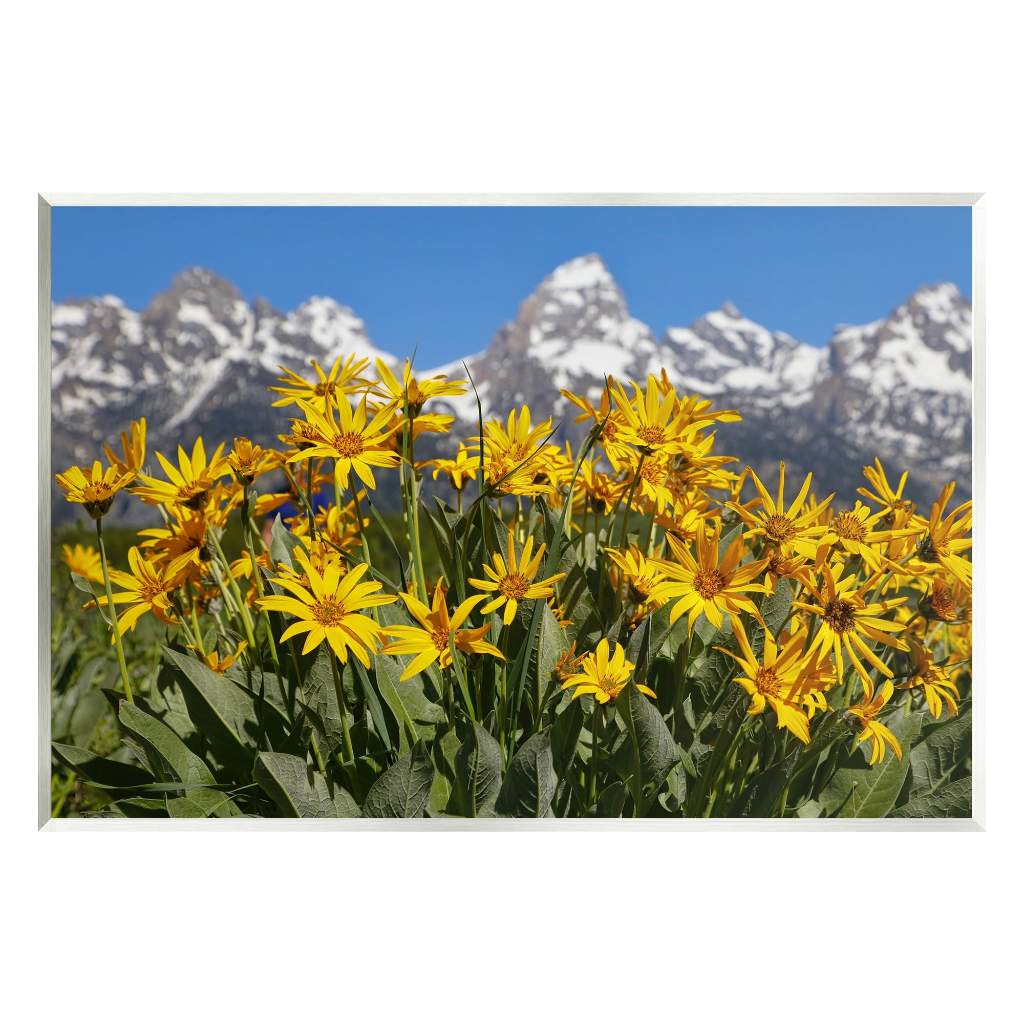 Stupell Industries Daisy Meadow & Mountains Landscape Photography Unframed Art Print Wall Art, 19 x 13