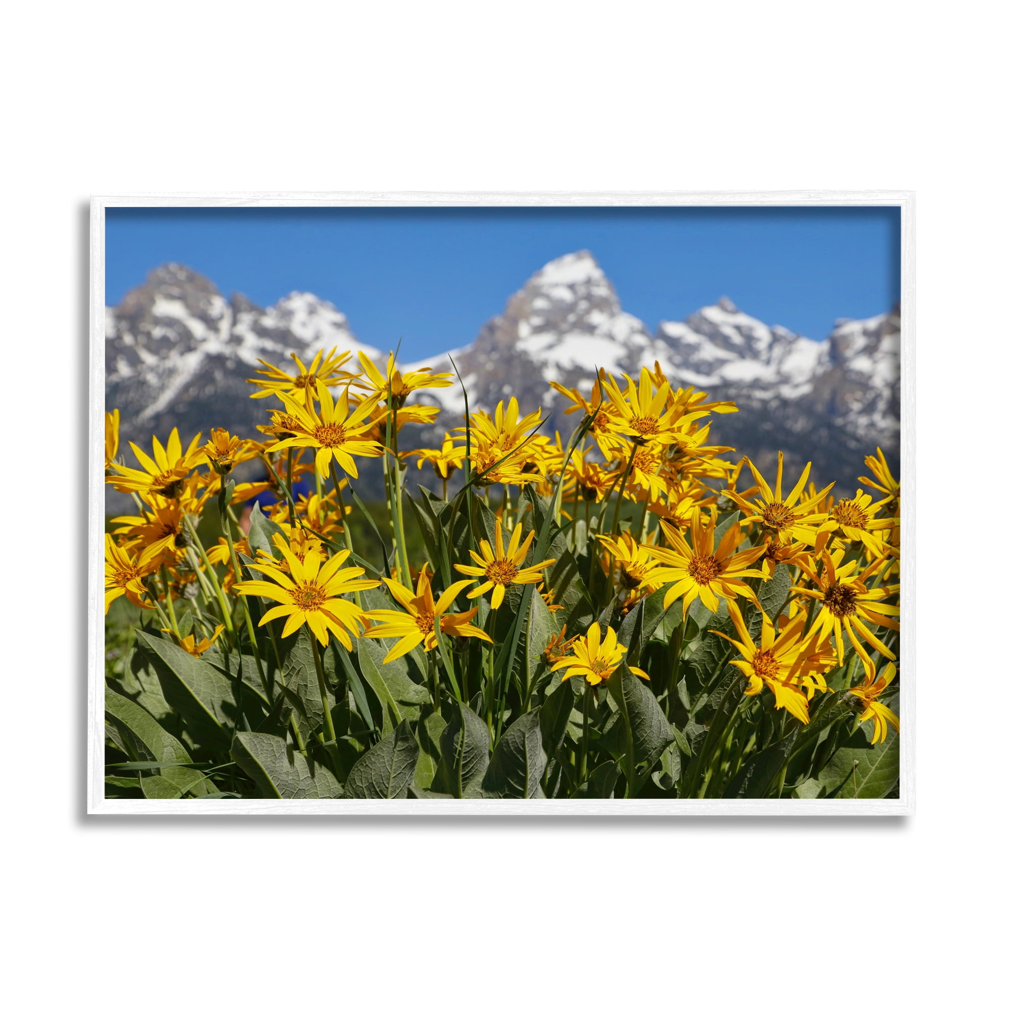 Stupell Industries Daisy Meadow & Mountains Landscape Photography White Framed Art Print Wall Art, 20 x 16