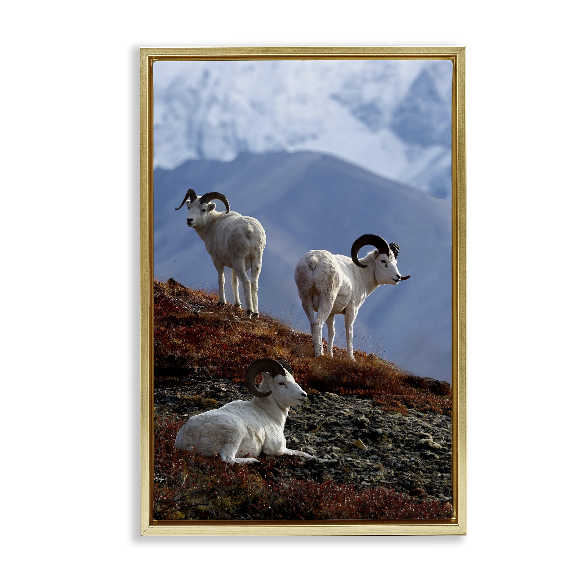 Stupell Industries Dall Sheep on Cliff Landscape & Nature Photography Gold Floater Framed Canvas Art Print Wall Art, 21 x 31