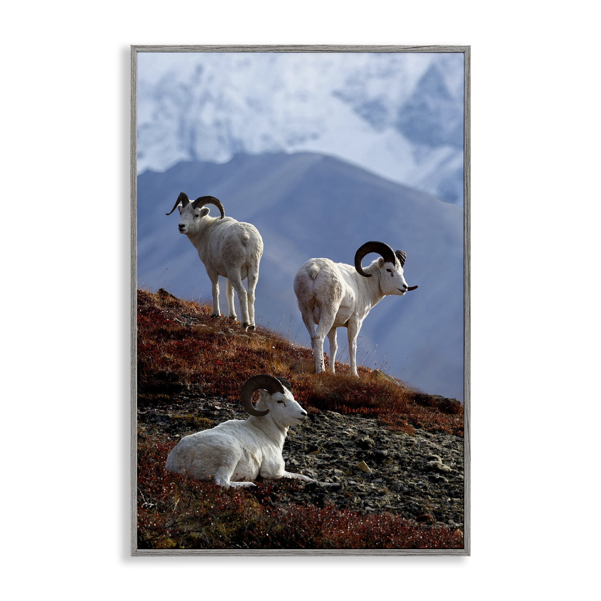 Stupell Industries Dall Sheep on Cliff Landscape & Nature Photography Gray Framed Art Print Wall Art, 16 x 24