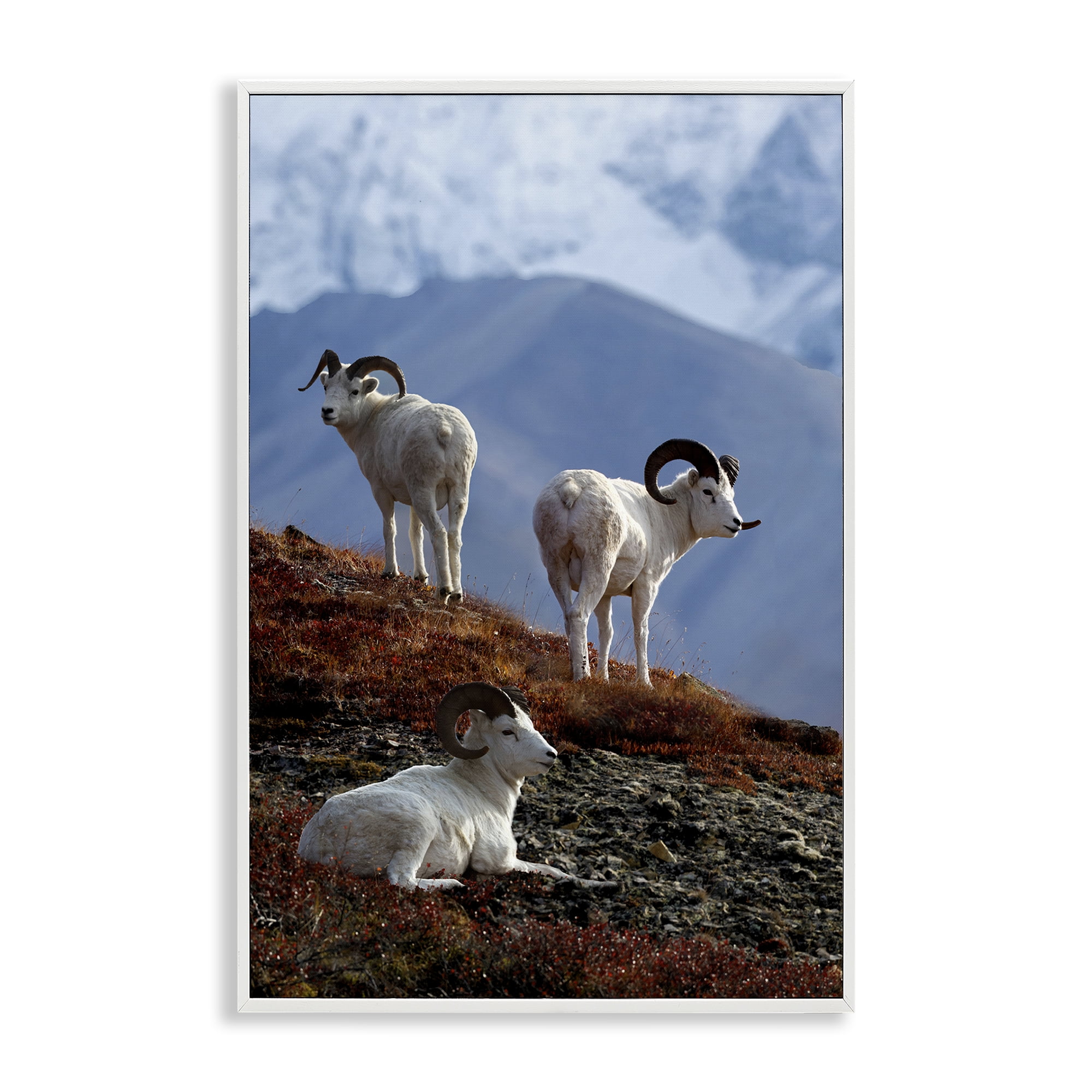 Stupell Industries Dall Sheep on Cliff Landscape & Nature Photography White Framed Art Print Wall Art, 20 x 30