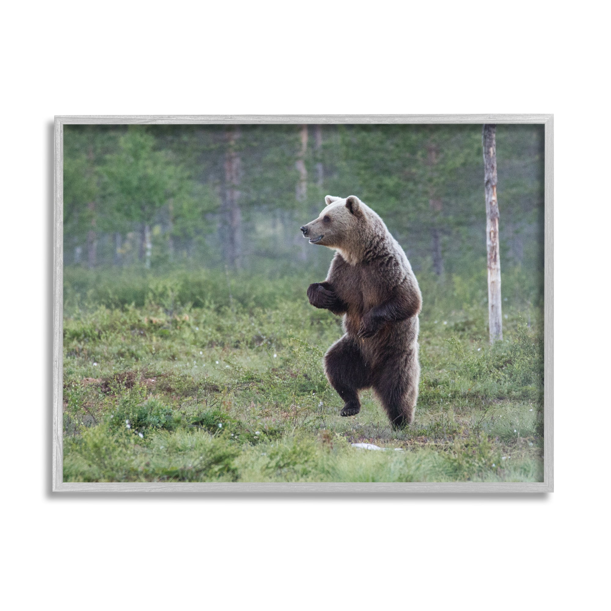 Stupell Industries Dancing Bear in Forest Animals & Insects Photography Gray Framed Art Print Wall Art, 20 x 16