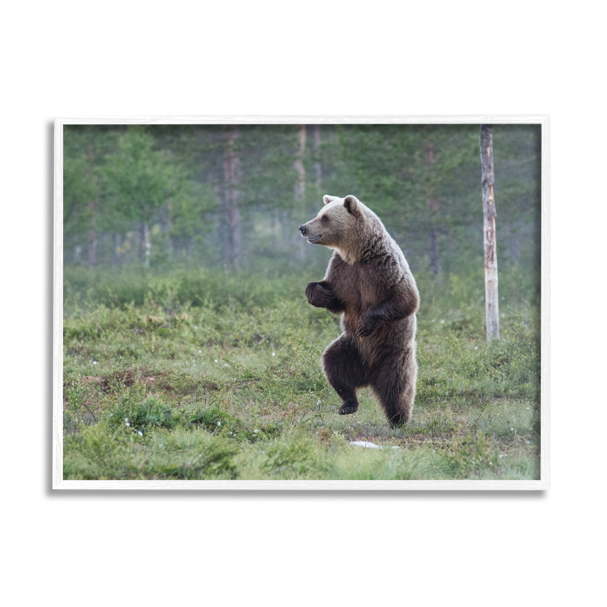 Stupell Industries Dancing Bear in Forest Animals & Insects Photography White Framed Art Print Wall Art, 30 x 24