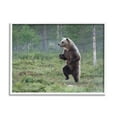 thumbnail image 1 of Stupell Industries Dancing Bear in Forest Animals & Insects Photography White Framed Art Print Wall Art, 30 x 24, 1 of 9