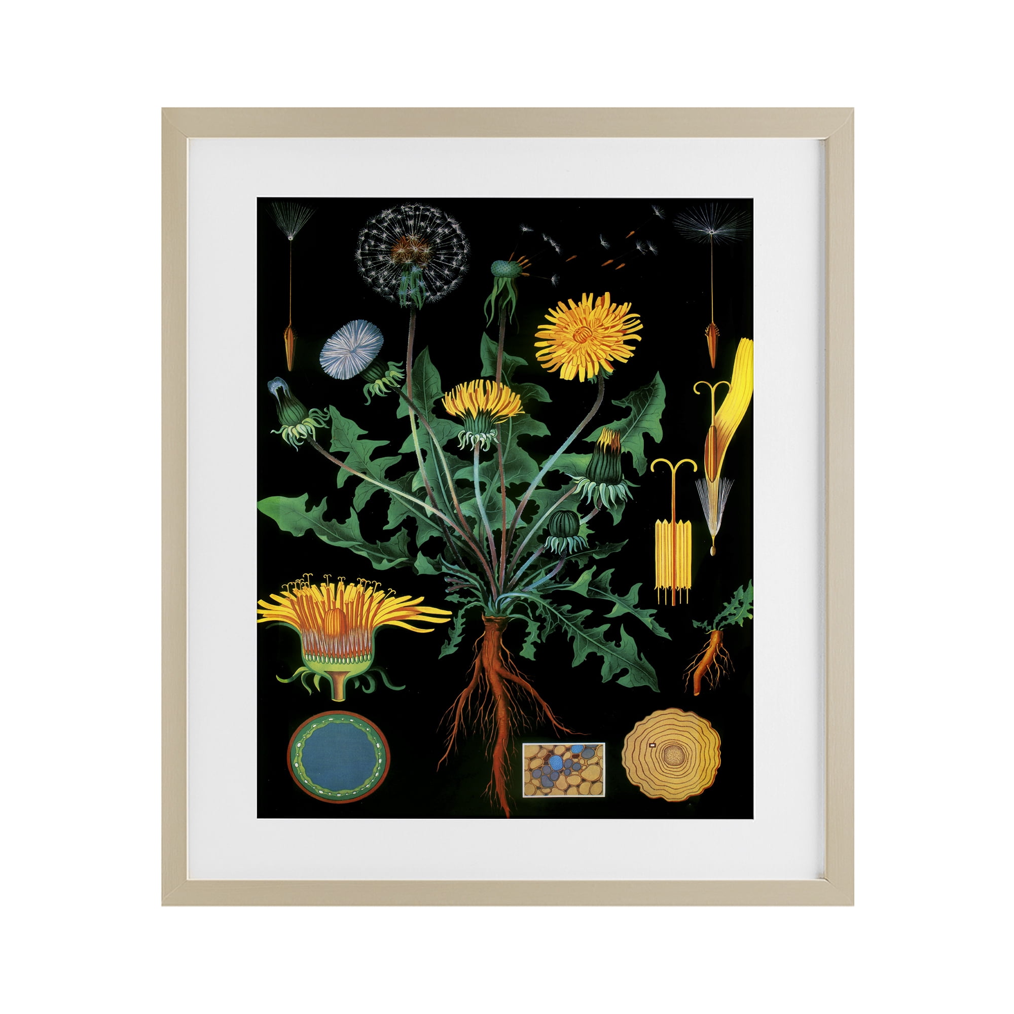 Stupell Industries Dandelion Botanical Illustration Birch Framed Print Under Glass, design by Vintage Hustle