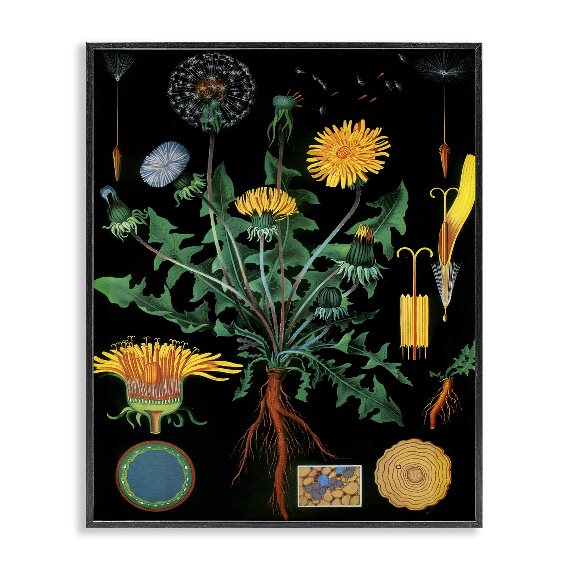 Stupell Industries Dandelion Botanical Illustration Black Framed Giclee Art, design by Vintage Hustle