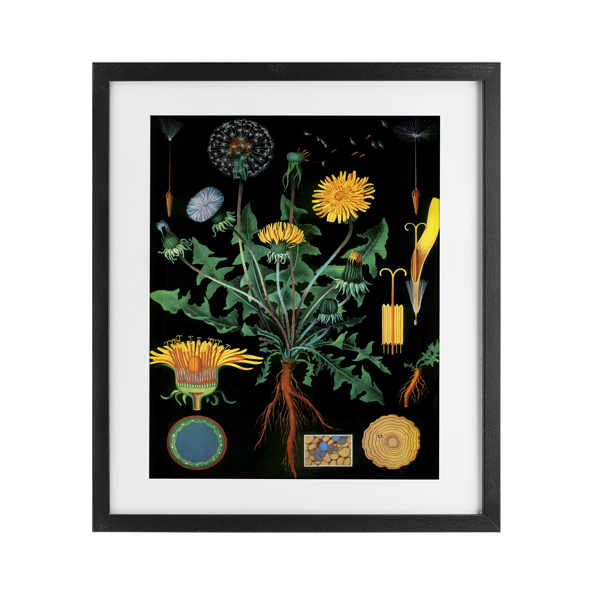 Stupell Industries Dandelion Botanical Illustration Black Framed Print Under Glass, design by Vintage Hustle