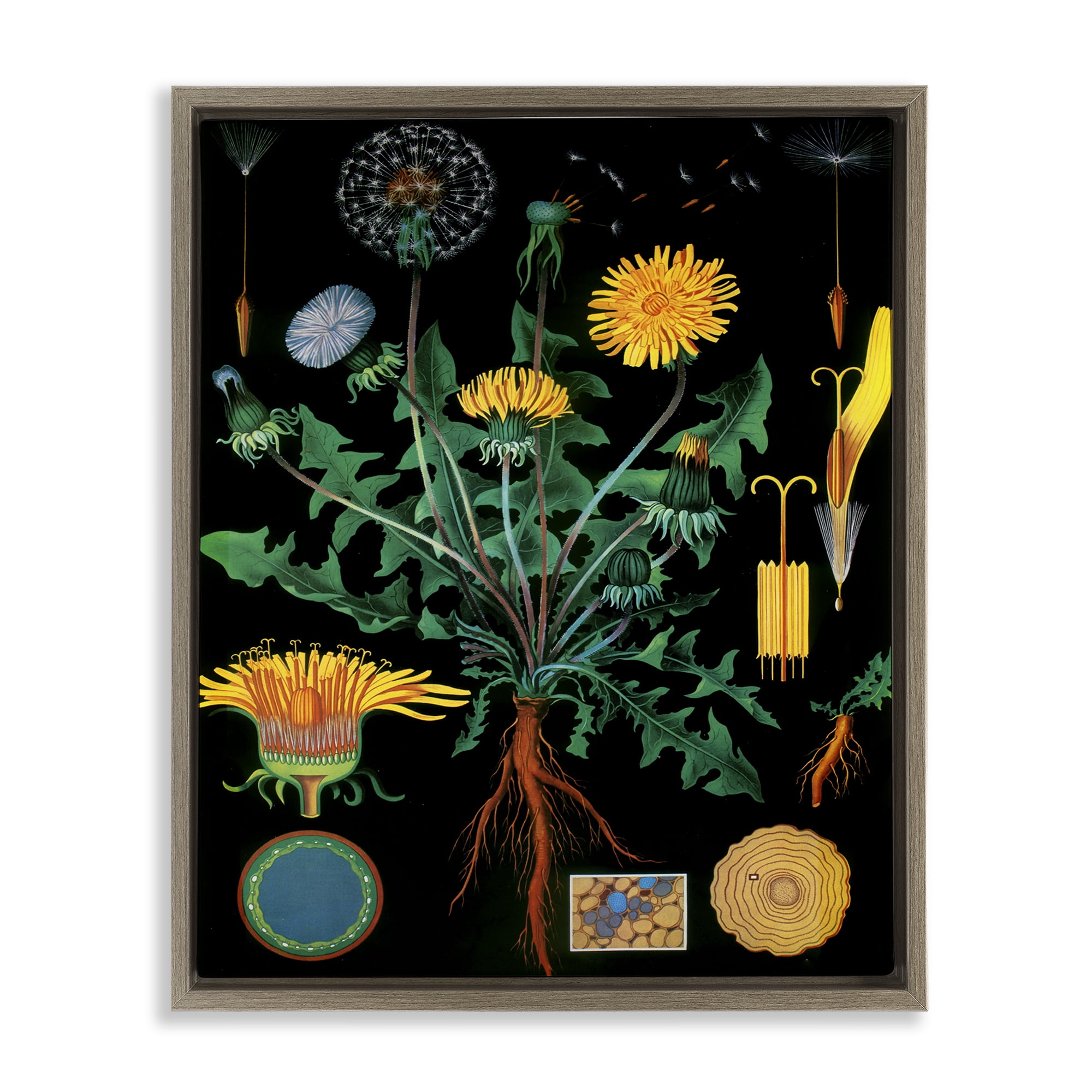 Stupell Industries Dandelion Botanical Illustration Brown Framed Floater Canvas Wall Art, design by Vintage Hustle