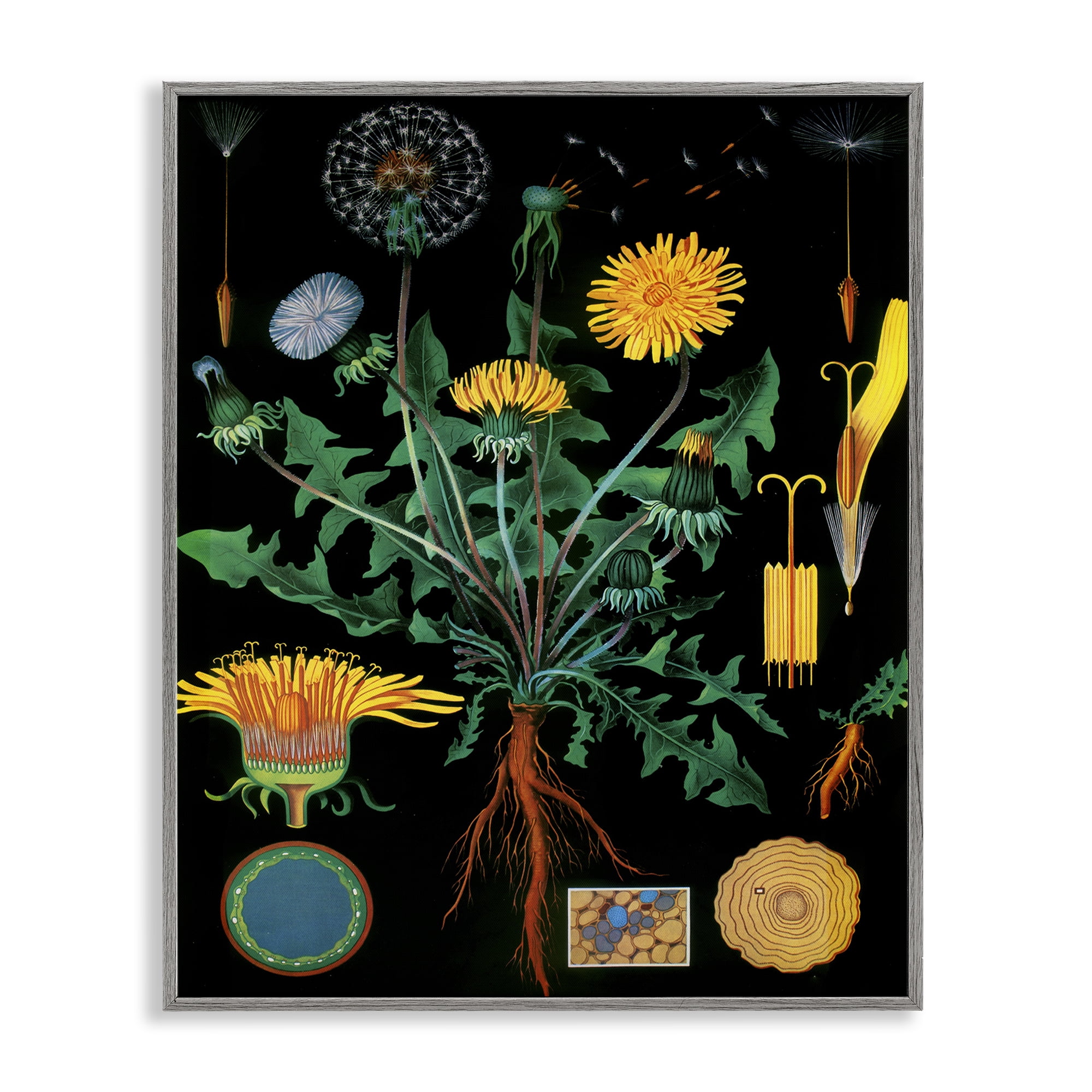 Stupell Industries Dandelion Botanical Illustration Gray Framed Giclee Art, design by Vintage Hustle