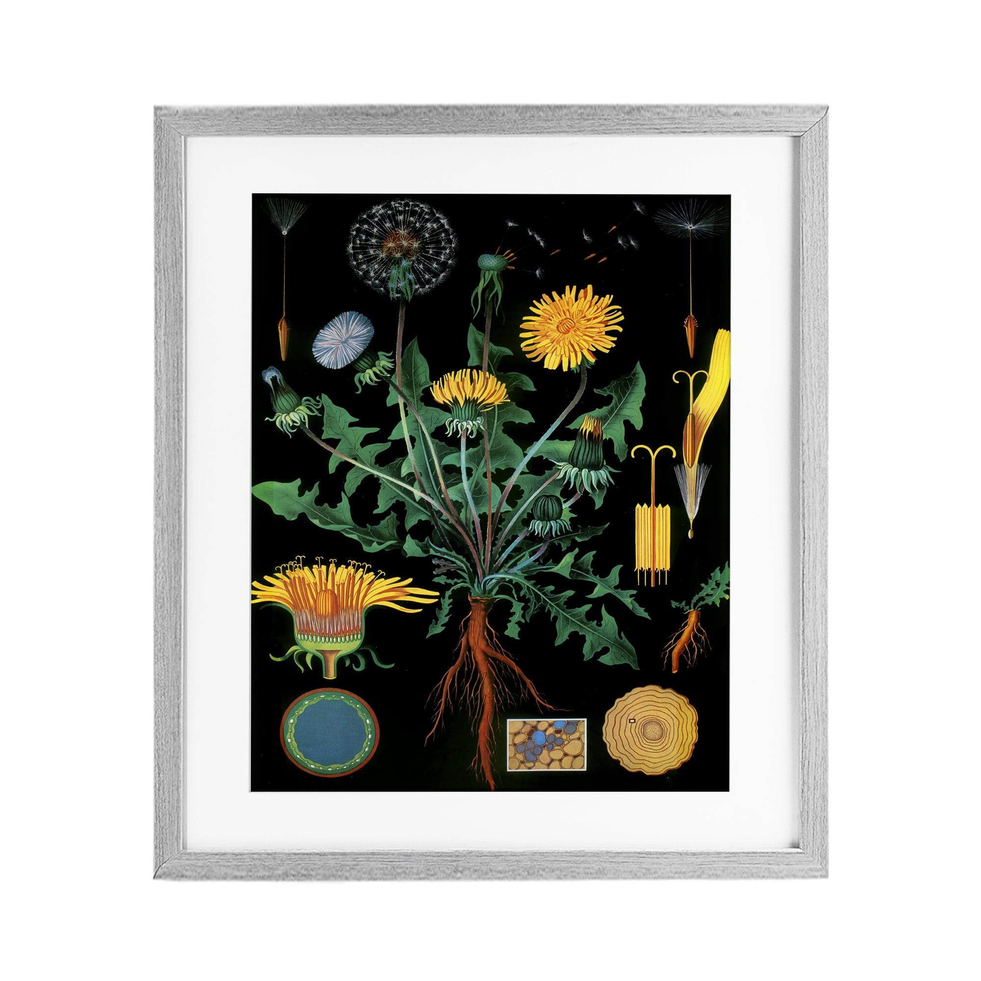 Stupell Industries Dandelion Botanical Illustration Gray Framed Print Under Glass, design by Vintage Hustle