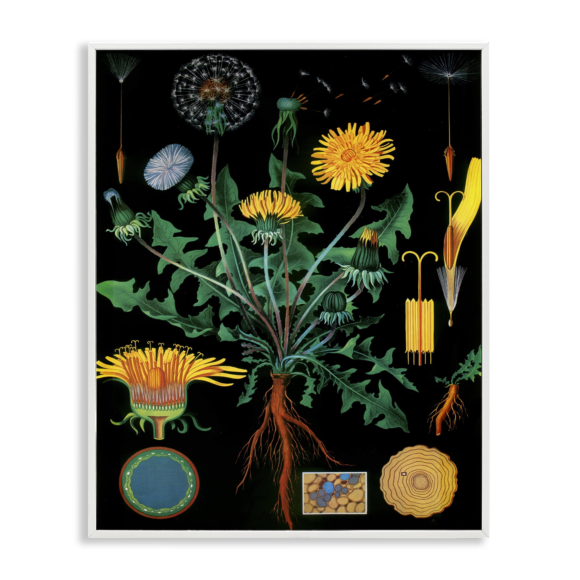 Stupell Industries Dandelion Botanical Illustration White Framed Giclee Art, design by Vintage Hustle