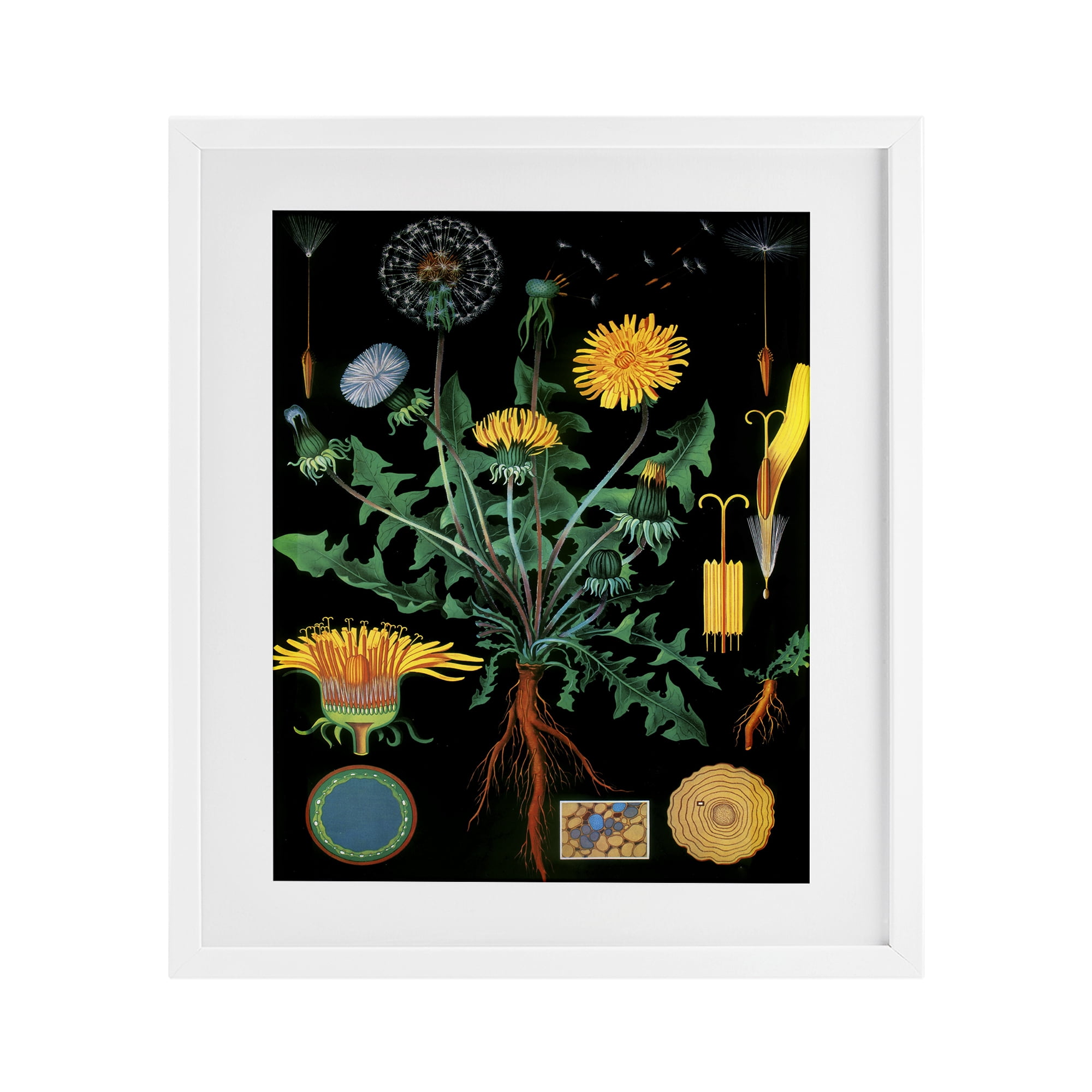 Stupell Industries Dandelion Botanical Illustration White Framed Print Under Glass, design by Vintage Hustle