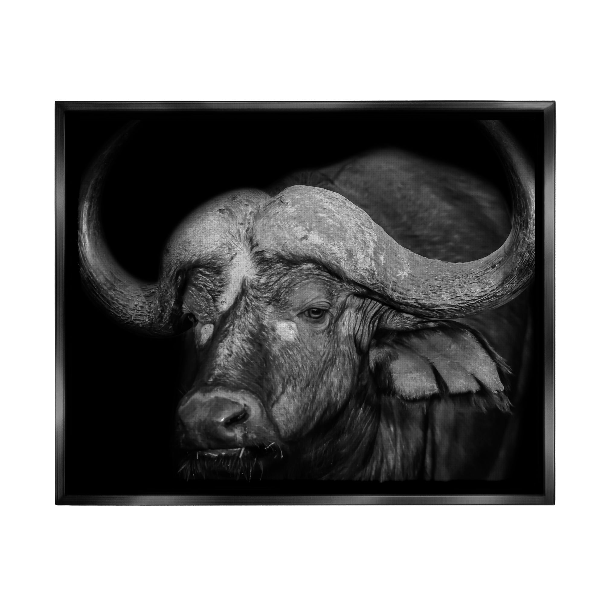 Stupell Industries Dark Buffalo Photography Animals & Insects Photography Black Floater Framed Canvas Art Print Wall Art, 31 x 25