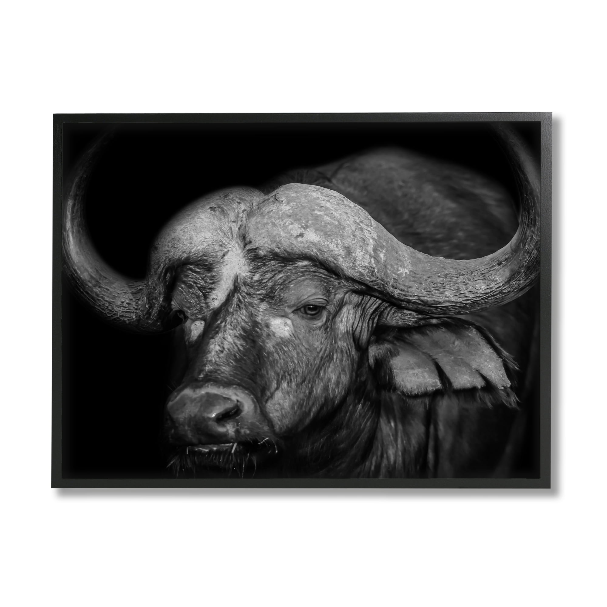 Stupell Industries Dark Buffalo Photography Animals & Insects Photography Black Framed Art Print Wall Art, 14 x 11